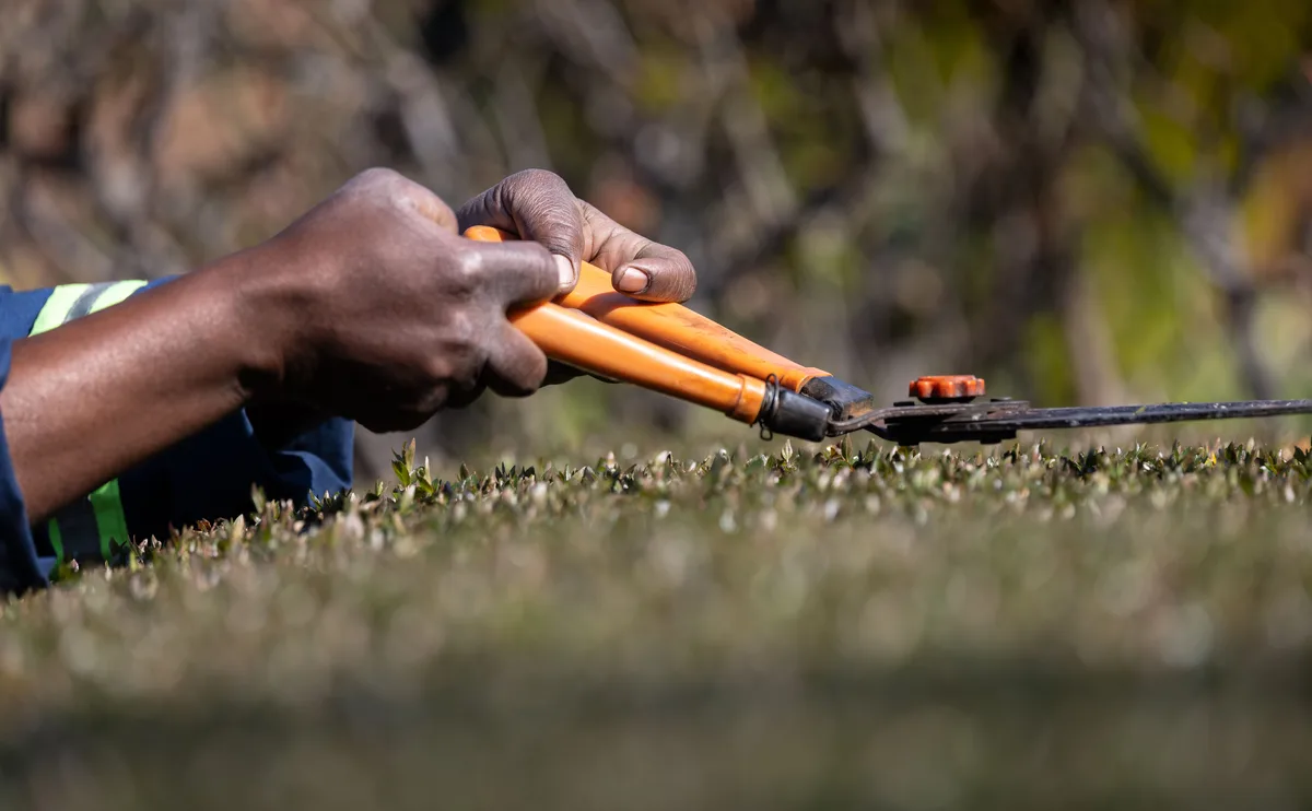 Hands using orange pruning shears to trim a hedge outdoors.