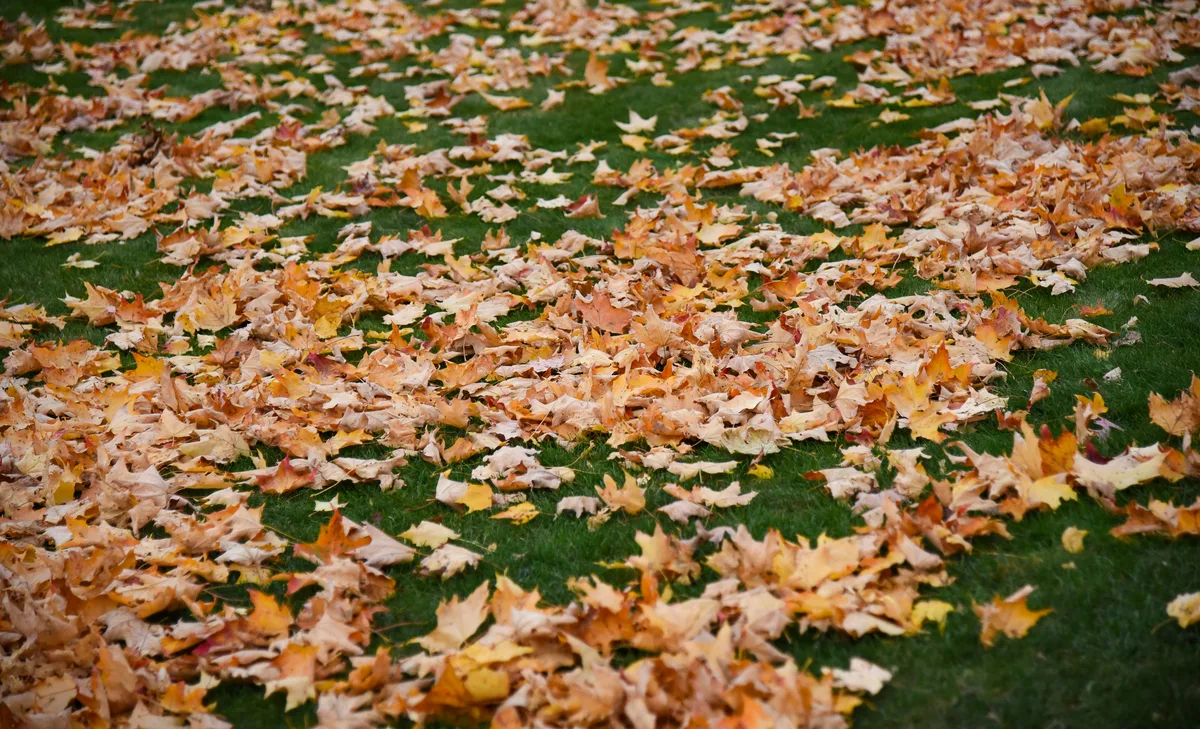Autumn leaves scattered across a green lawn.